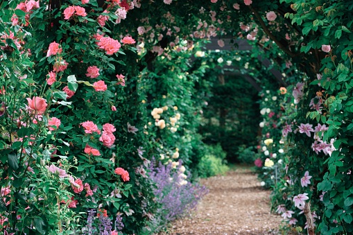 Green leaves climb full of pergola