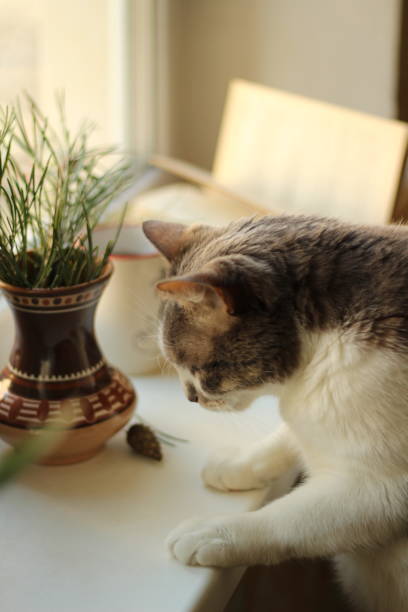 istock The cat rests its paws on the windowsill 1191880217