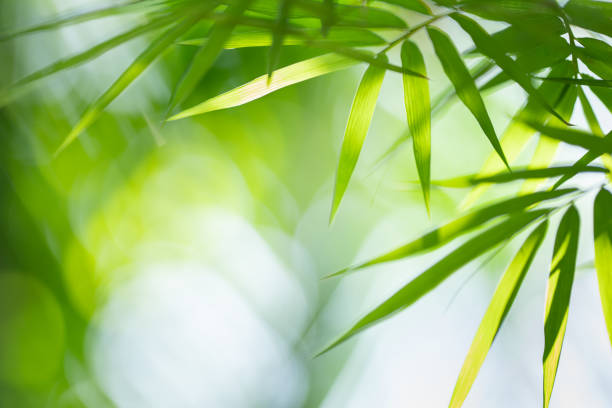 흐린 배경에 대나무 잎. - bamboo shoot leaf bamboo green 뉴스 사진 이미지
