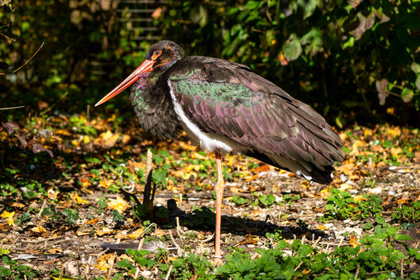 istock Black stork, Ciconia nigra in a german nature park 1191880378
