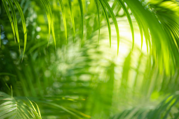 istock Wonderful tropical palm leaf. 1191880428
