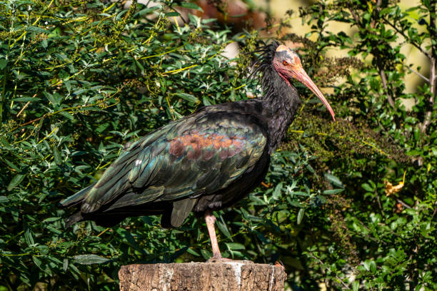 istock Northern Bald ibis, Geronticus eremita in the zoo 1191880462