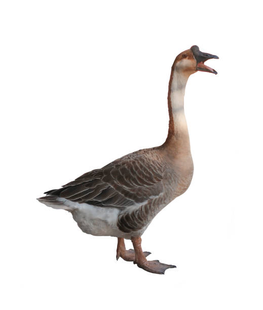 Goose isolated on white background stock photo