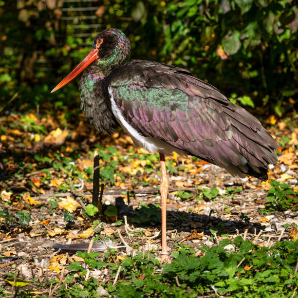 istock Black stork, Ciconia nigra in a german nature park 1191880594