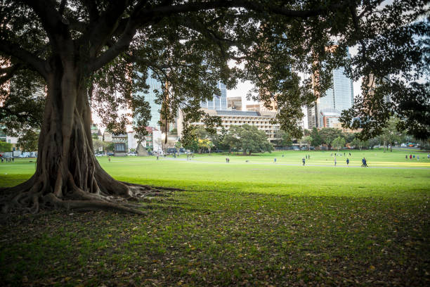 istock Domain public park, Sydney, Australia 1191880606
