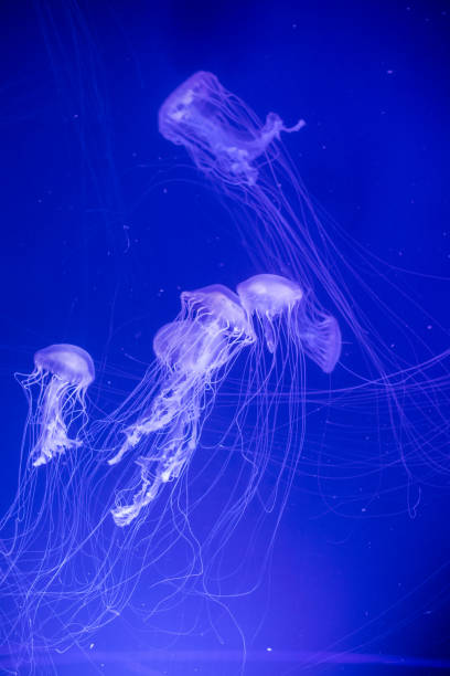istock Jelly fish swimming in an aquarium 1191882773