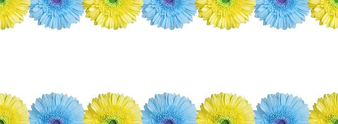 Light blue and yellow halves gerbera flowers border on white background isolated close up, half gerber flower seamless pattern, decorative frame, floral ornament line, daisy decoration, copy space