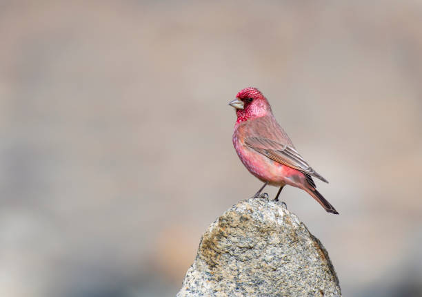 Great rose finch (male) Great rose finch (male) lake bogoria stock pictures, royalty-free photos & images