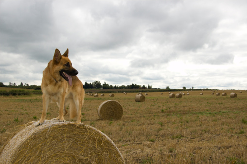 Playful german shepherd dog