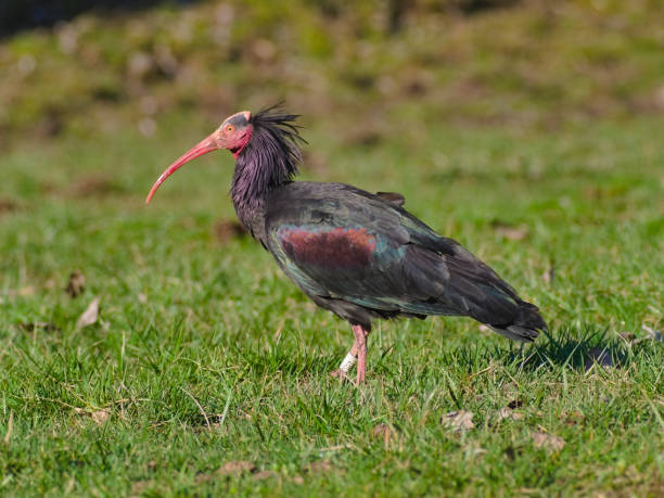 istock The northern bald or hermit ibis 1191884019