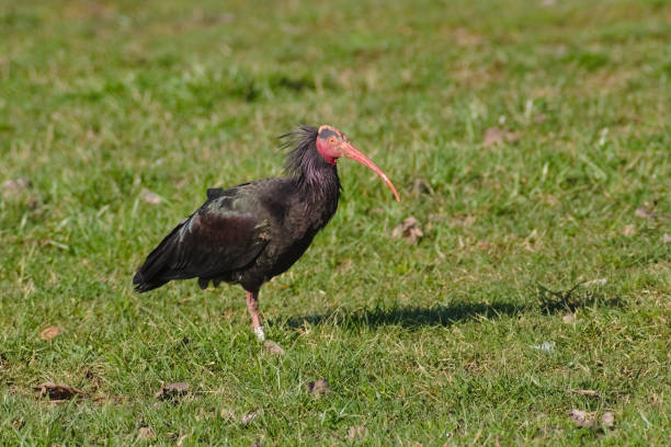 istock The northern bald or hermit ibis 1191884025