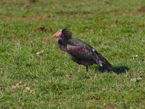 istock The northern bald or hermit ibis 1191884029