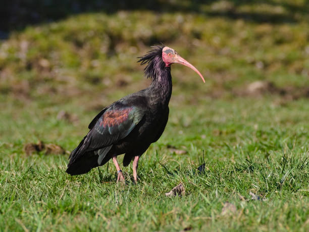 istock The northern bald or hermit ibis 1191884036