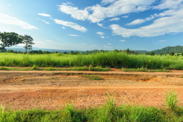 istock Dirt road with the meadow in countryside 1191884080