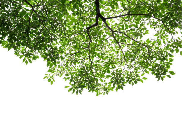 istock Green tree leaves and branches on white background 1191884196
