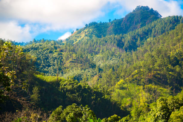 istock Blue Mountains in Jamaica 1191884317