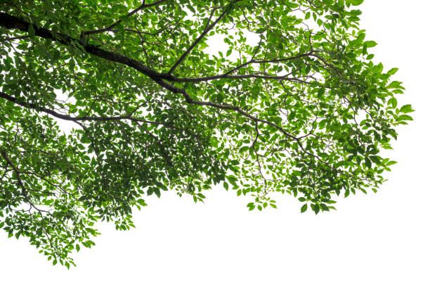 istock Green tree leaves and branches on white background 1191884330