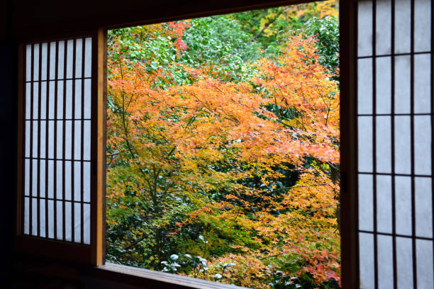 istock Colorful japanese maple outside the window 1191884463