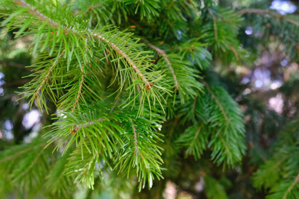 рождественская зеленая веточка крупным планом на новый год, размытый фон - pine tree nature macro needle стоковые фото и изображения