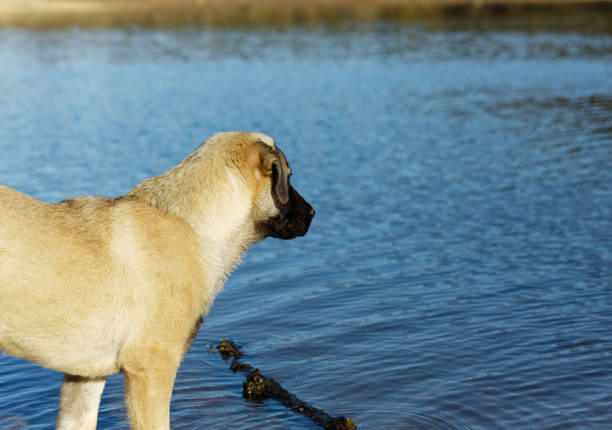Stray dog looking ahead at lake shore while water drops from his mouth right after drinking fresh water. Belgrad Forest in Istanbul.