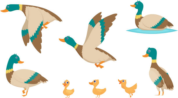 ilustrações de stock, clip art, desenhos animados e ícones de wild ducks. young swimming birds water pond little ducks vector cartoon collection - duckling parent offspring birds