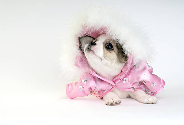 istock chihuahua puppy dressed  in a pink jacket 119188638