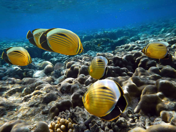 istock Fish oval butterflyfish Chaetodon lunulatus 1191886993