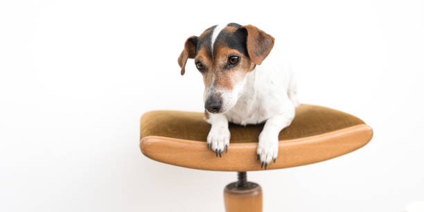istock little cute Jack Russell dog is lying obediently on a stool. Background is white isolated 1191887362