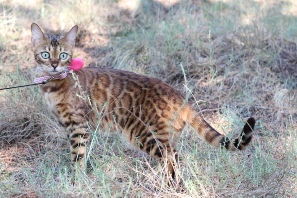 istock Cat wearing collar with GPS tracking system 1191888380