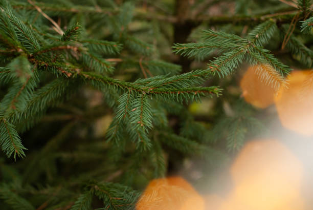 istock Christmas tree branches on blurred background. Fir needles on green background with bokeh. Template for Christmas cards. 1191888431