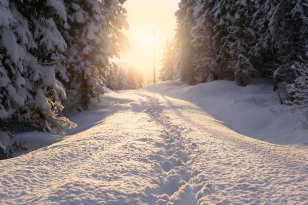 empreintes de pas dans la neige - winter sunset sunrise forest photos et images de collection