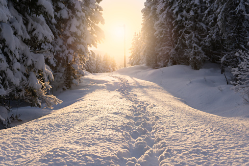 Low perspective on foot prints in snow. Pathway between fir trees with low sun shining in the middle. Winter scenery.