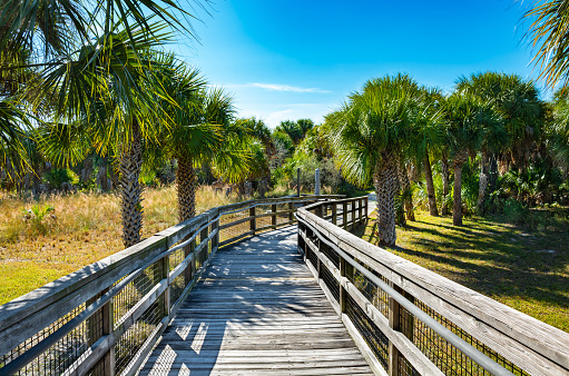 Wooden footpath in palm trees forest. One of the few untouched islands along the Gulf Coast, Caladesi Island State Park, USA, Florida.