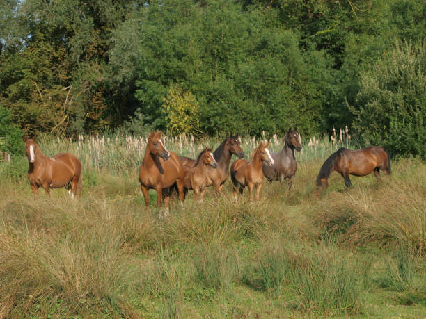 Herd Of Horses A small herd of Welsh Cob mares and foals in a summer paddock. welsh pony foal stock pictures, royalty-free photos & images