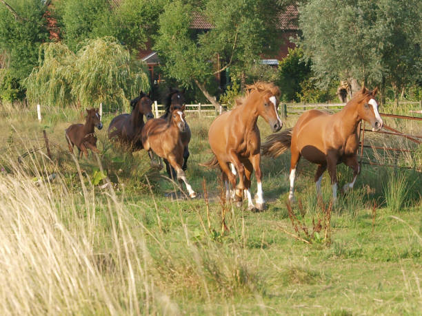 Herd Of Horses A small herd of Welsh Cob mares and foals in a summer paddock. welsh pony foal stock pictures, royalty-free photos & images