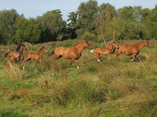 Herd Of Horses A small herd of Welsh Cob mares and foals in a summer paddock. welsh pony foal stock pictures, royalty-free photos & images