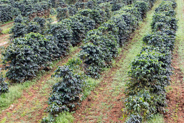 Coffee bushes in organic plantation Coffee bushes organic coffee plantation  on the Pak Se District agroforestry stock pictures, royalty-free photos & images