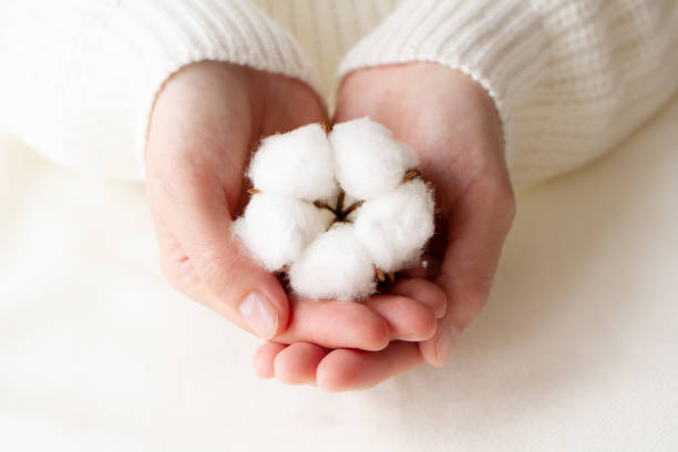 cotton Image of organic cotton cotton cotton ball fiber white stock pictures, royalty-free photos & images