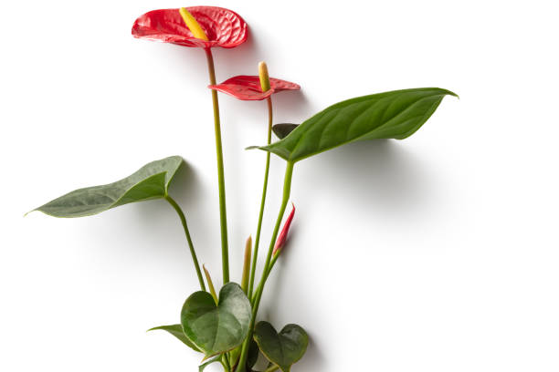 fiori: anthurium rosso isolato su sfondo bianco - lily calla lily flower single flower foto e immagini stock