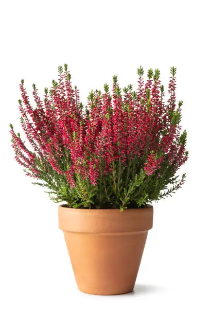 Flowers: Heather Isolated on White Background