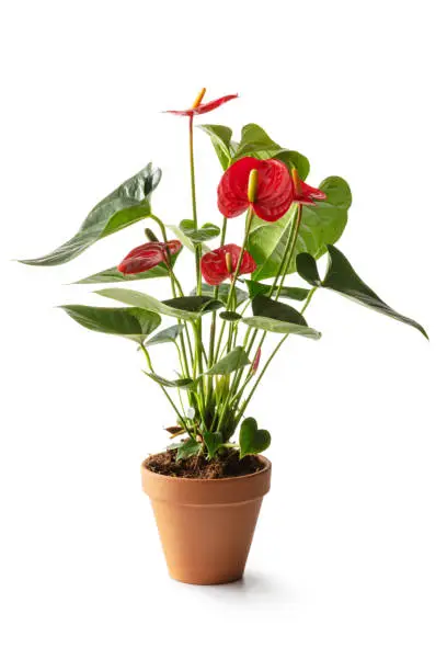 Photo of Flowers: Red Anthurium Isolated on White Background