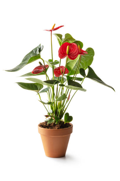 flores: anthurium vermelho isolado no fundo branco - lily calla lily flower single flower - fotografias e filmes do acervo