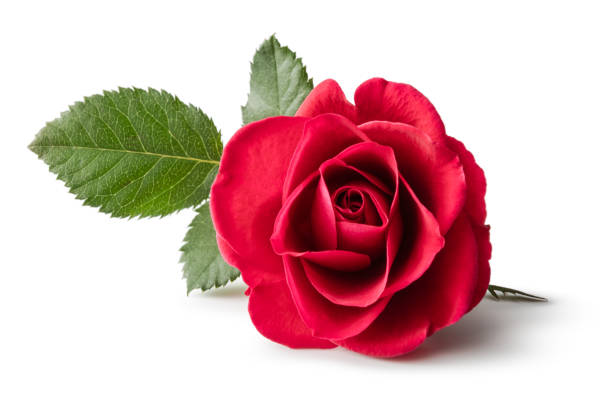 fiori: rosa rossa isolata su sfondo bianco - rose foto e immagini stock