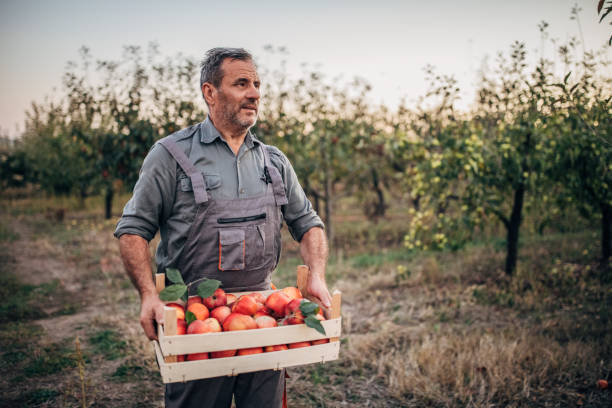 istock Senior farmer in orchard holding a crate with apples 1191892916