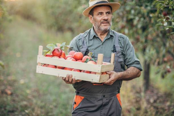 istock Old bearded farmer in an apple orchard 1191892935