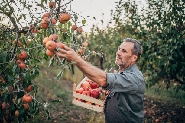 istock A senior farmer looks at a harvested apple in his hand 1191892995