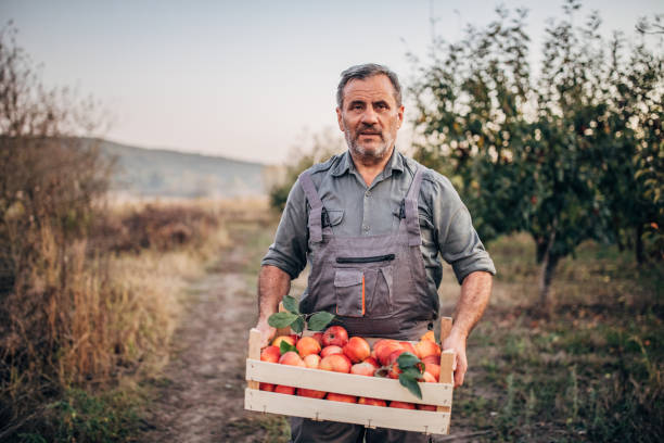 istock Senior farmer in orchard holding a crate with apples 1191893037