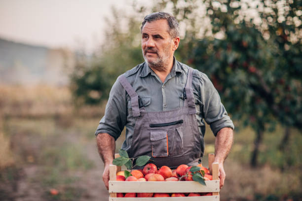istock Senior farmer in orchard holding a crate with apples 1191893103