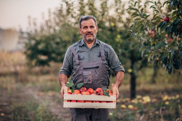 istock Senior farmer in orchard holding a crate with apples 1191893245