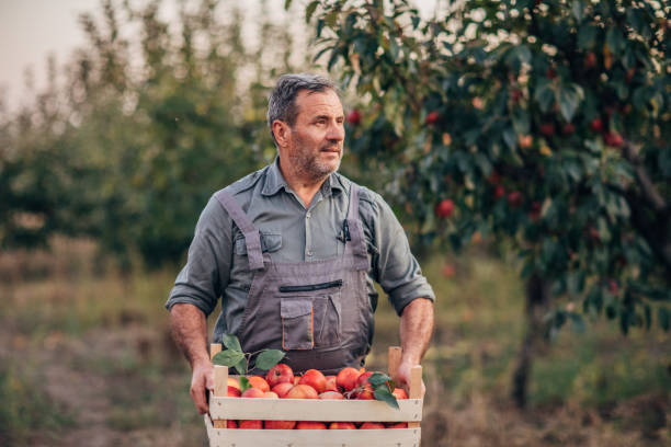 istock Senior farmer in orchard holding a crate with apples 1191893270